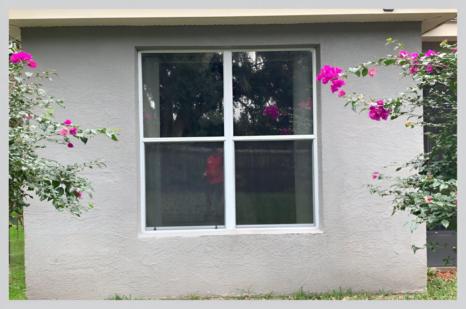 A window with flowers growing on it